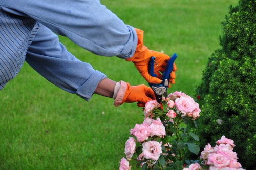 Garden tree maintenance and canopy management for Enfield properties